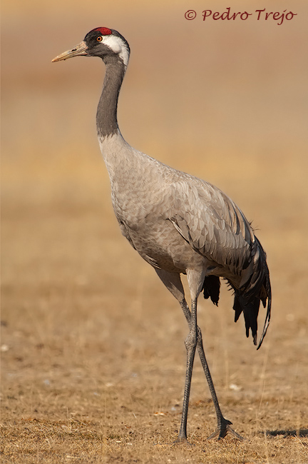 Grulla común (Grus grus)